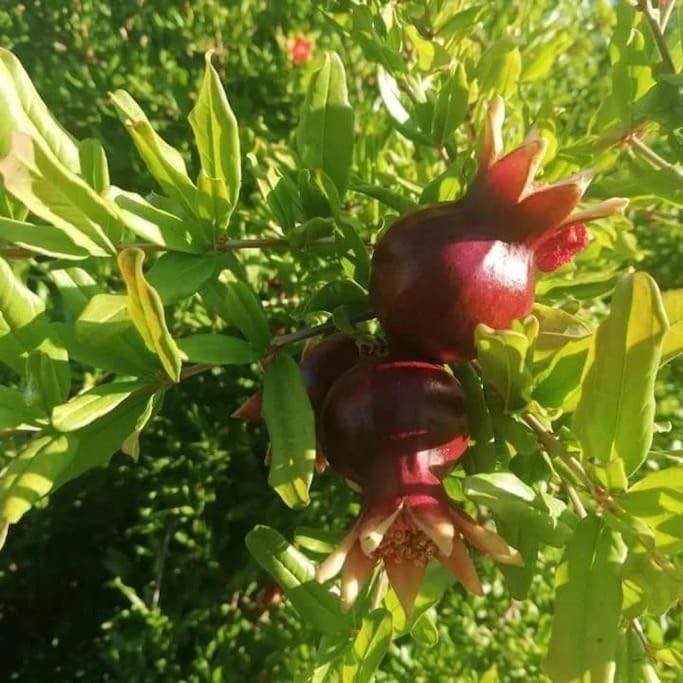 Knossós Olive Grove Cottage Skalani מראה חיצוני תמונה