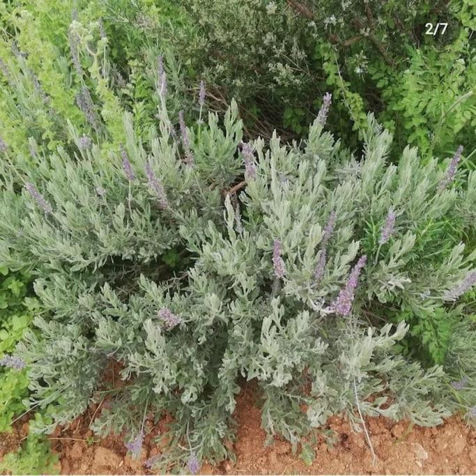 Knossós Olive Grove Cottage Skalani מראה חיצוני תמונה
