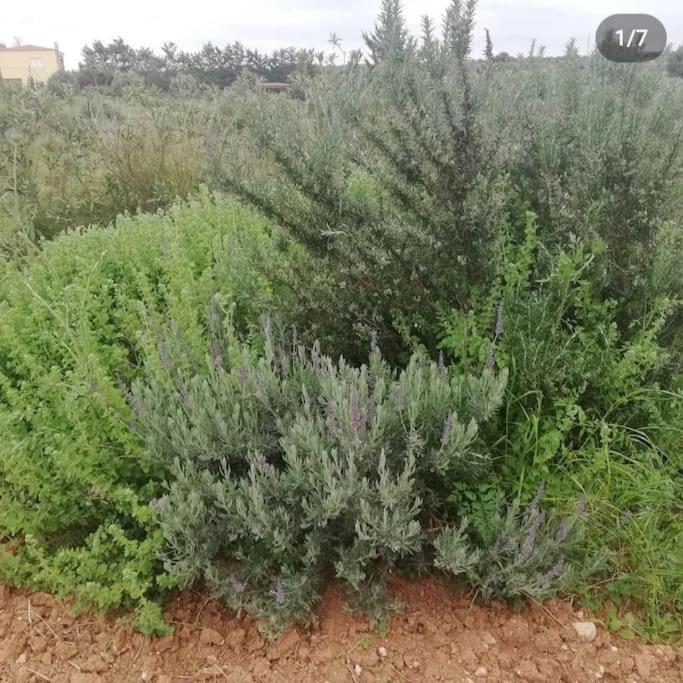 Knossós Olive Grove Cottage Skalani מראה חיצוני תמונה