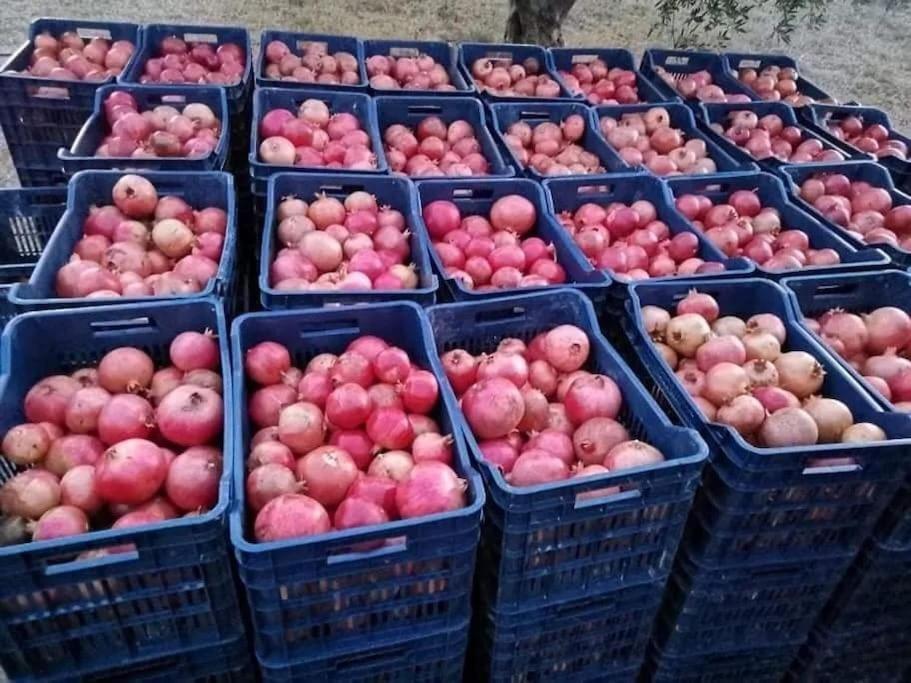 Knossós Olive Grove Cottage Skalani מראה חיצוני תמונה